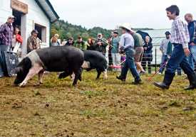 Photo: kids handling pigs at a fair exhibit