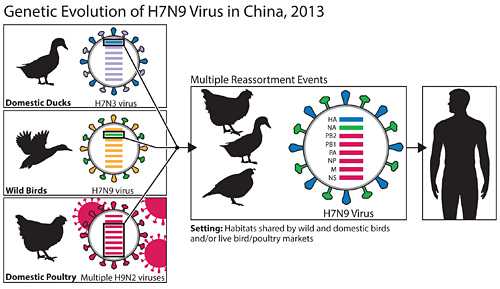 This diagram depicts the origins of the H7N9 virus from China and shows how the virus's genes came from other influenza viruses in birds.