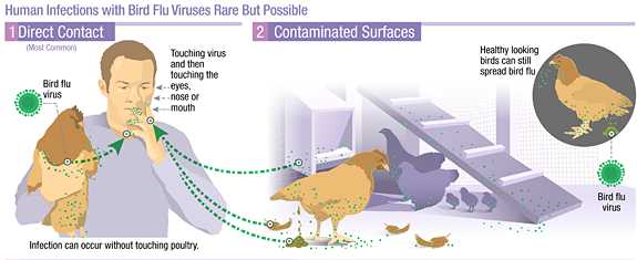 Infecciones de influenza aviar de tipo A en humanos