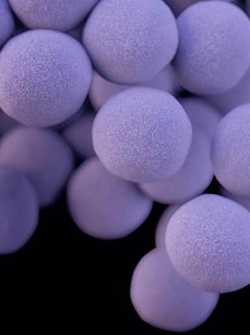 	Image of Staphylococcus aurenus