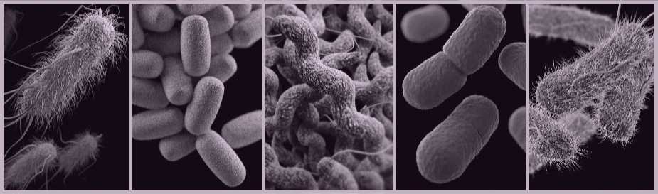Ilustración de microbios transmitidos por los alimentos