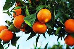 Photo of oranges growing on a tree.