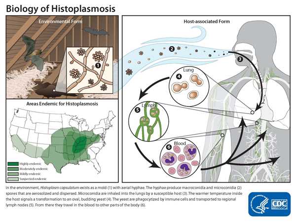 Image of the life cycle of Histoplasma capsulatum: Environmental Form, Host-associated Form, and Areas of Endemic for Histoplasmosis