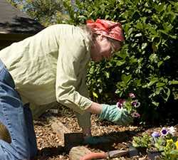 	Women planting flowers in garden