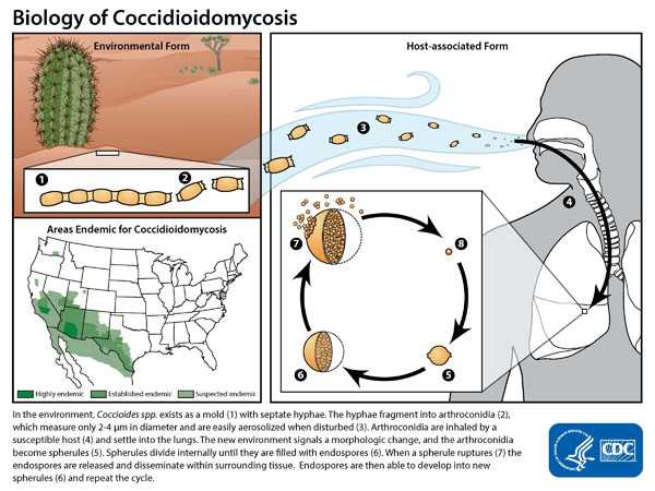 Figure showing the biology of Coccidioidomycosis