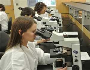 Lab techs looking in microscopes