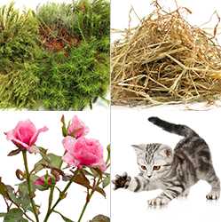 	Picture of moss, hay, roses, kitten