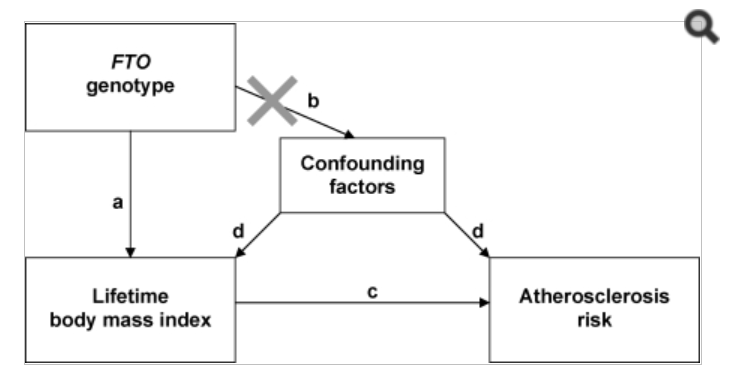Text box1: FTO genotype; with arrow a pointing to text box2: Lifetime body mass index; with arrow c pointing to Text box3: Atherosclerosis risk; first text box with crossed out arrow b pointing to text box4: Confounding factors, which as two arrows d pointing to textbox 2 and 3