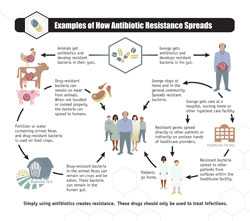 Examples of how antibiotic resistance spreads