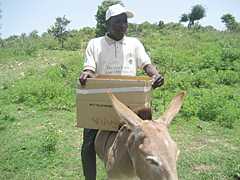  Hassan riding a donkey to reach hard-to-reach communities