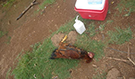 Dead bird at the affected site of Kalanga District, Uganda.