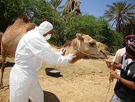 Veterinarian Hasan Alkaf, takes samples from a camel during the first reported Middle East Respiratory Syndrome Coronavirus (MERS-CoV) case in Haramout, Yemen in April 2014. Investigation was led by Yemen FETP residents. Courtesy of Mohammed Ba Saleh.