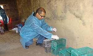 Rats trapped for testing during a leptospirosis disease outbreak investigation in Narsingdi District General, Bangladesh.