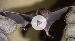 CDC Global Disease Detectives: Clues From a Bat Cave 