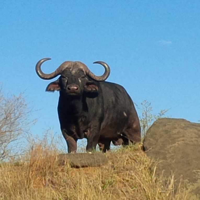 Buffalo are natural reservoirs for foot and mouth disease.