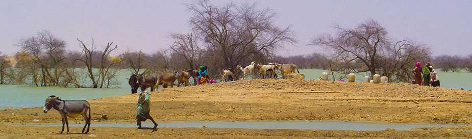 Antelopes in Chad