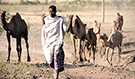 Close interaction between Ethiopian herder and camels, captured in 2011. (Source: Hardeep Sandhu)