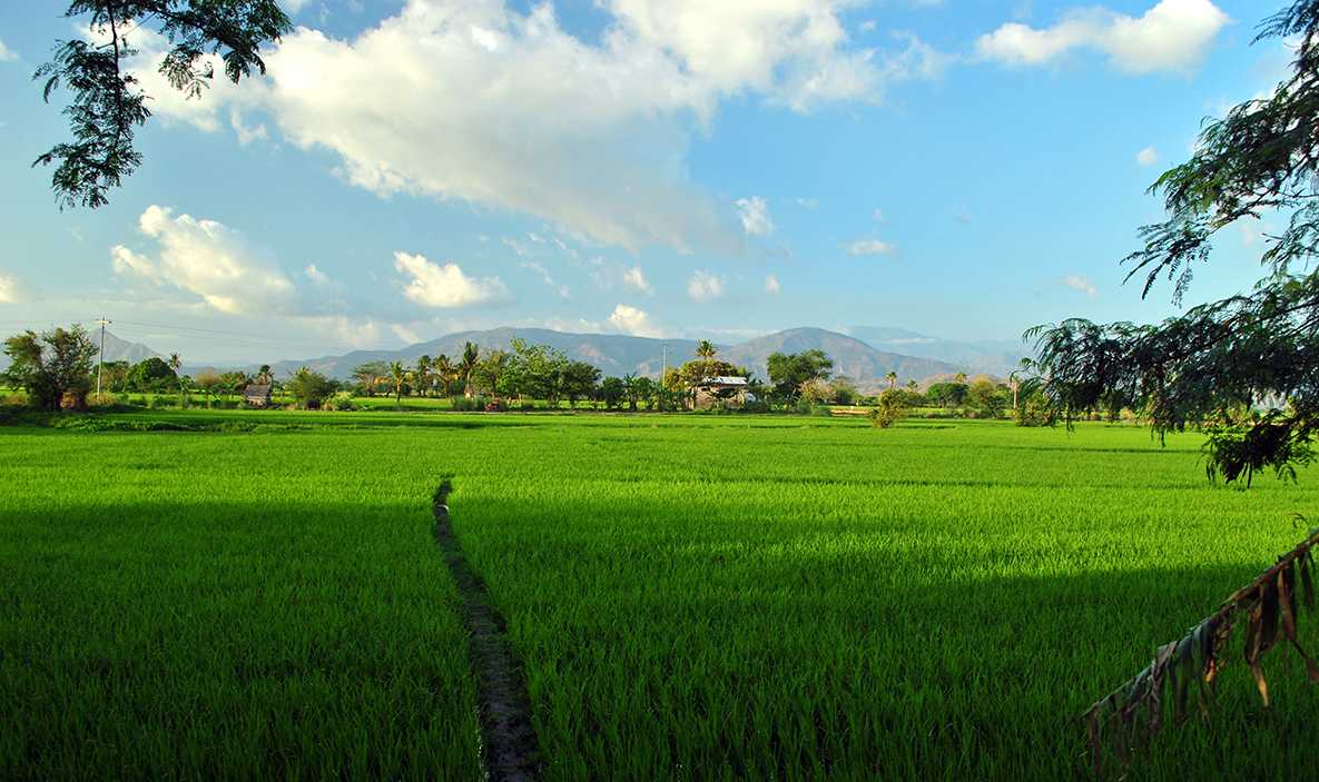 large rice paddies made accessing houses challenging