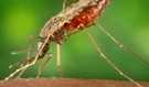 	Dengue is caused by any one of four related viruses transmitted by mosquitoes.