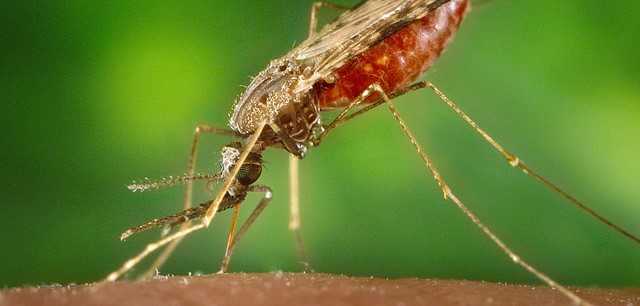 	Dengue is caused by any one of four related viruses transmitted by mosquitoes.