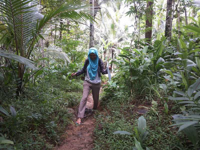 An Indonesia FETP resident walks through a plantation on the way to Semono Village in Purworejo, Indonesia during a malaria outbreak investigation in December 2014