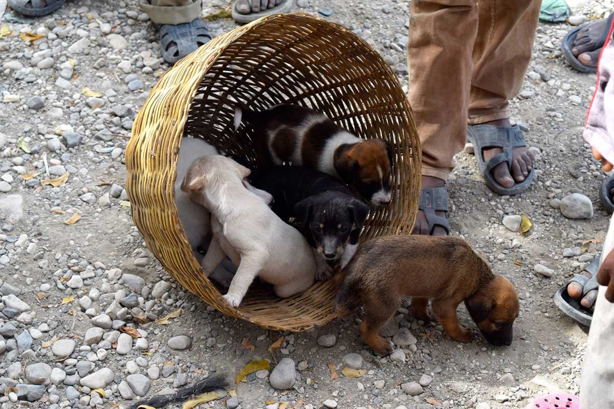 Puppies awaiting vaccination during one of the mass vaccination events in Haiti.