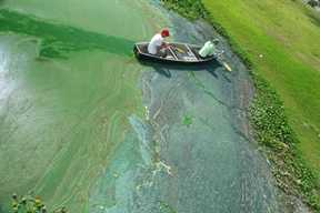 	man rowing boat through green algal bloom