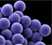 Methicillin–resistant Staphylococcus Aureus icon