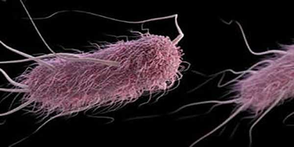 First colistin-resistant mcr-1 E. coli discovered in 2 U.S. samples