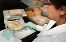 Un técnico de laboratorio observando microdilución en caldo de agentes antimicóticos múltiples.