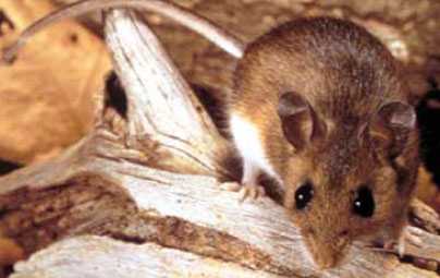 A deer mouse is 4-9 inches long from head to tip of tail. It is pale gray to reddish brown and has white fur on its belly, feet, and underside of the tail. It has oversized ears.