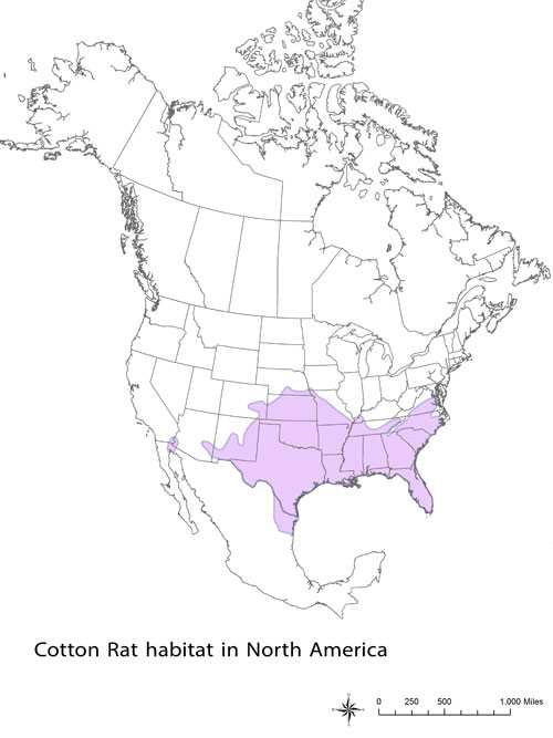 Cotton Rat Habitat in North America