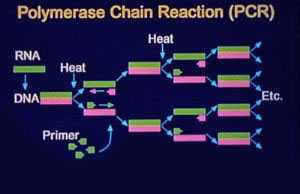 Polymerase Chain Reatcion (PCR)