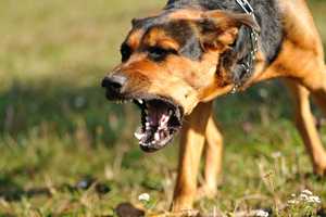 dog in an aggressive stance showing teeth