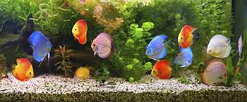 Brightly colored fish swimming in an aquarium.