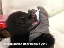 Bottle-feeding a cub