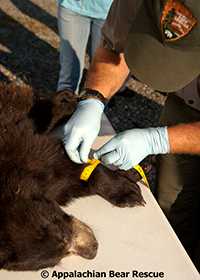 National Park Service official prepares a bear to release it into the forest.