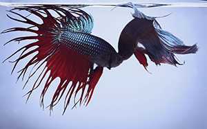Siamese fighting fish, commonly called betta fish, fighting in a single aquarium. 
