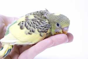 Young budgie bird bites woman's hand