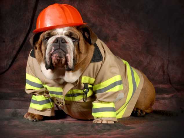 A dog wearing a fireman's helmet and jacket