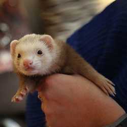 Ferret being held by woman.