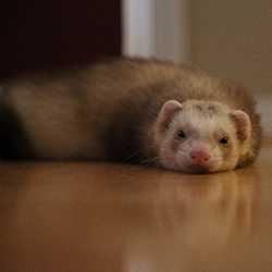 	Ferret laying on the floor.
