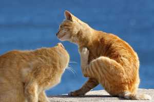cats scratching at fleas