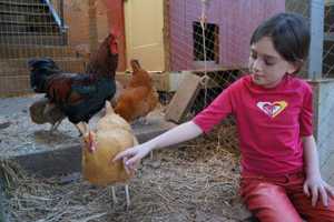 Girl petting a chicken