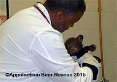 Cub gets a check-up at the University of Tennessee College of Veterinary Medicine in Knoxville.