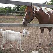 Goat and a horse behind a fence