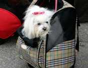 Dog in rolling luggage