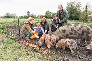 family feeding pigs
