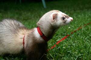 ferret appears alert and curious of its surroundings