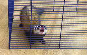 ferret bites his caged enclosure